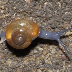 Oxychilus alliarius (Garlic Snail) at Downer, ACT - 11 Jun 2021 by TimL