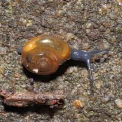 Oxychilus alliarius (Garlic Snail) at Downer, ACT - 11 Jun 2021 by TimL