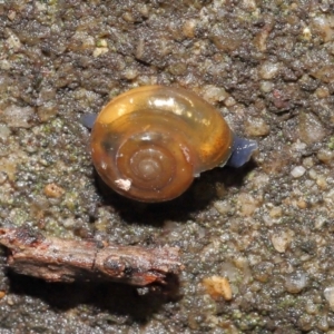 Oxychilus alliarius at Downer, ACT - 11 Jun 2021