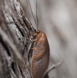 Psychobiella sp. (genus) at Downer, ACT - 11 Jun 2021