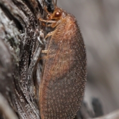 Psychobiella sp. (genus) at Downer, ACT - 11 Jun 2021