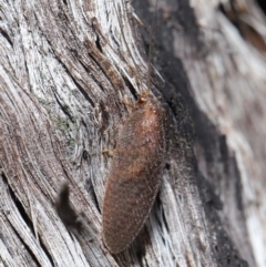 Psychobiella sp. (genus) at Downer, ACT - 11 Jun 2021 12:50 PM