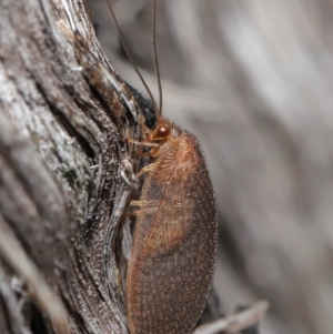 Psychobiella sp. (genus) at Downer, ACT - 11 Jun 2021