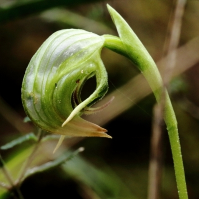 Pterostylis nutans (Nodding Greenhood) at Wingecarribee Local Government Area - 12 Jun 2021 by Snowflake