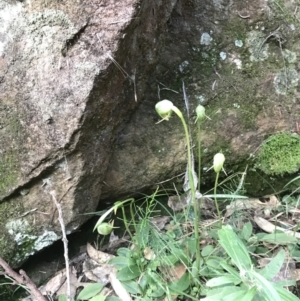 Pterostylis nutans at Wingecarribee Local Government Area - 12 Jun 2021