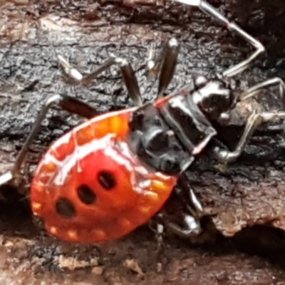 Dindymus versicolor (Harlequin Bug) at Denman Prospect, ACT - 12 Jun 2021 by tpreston