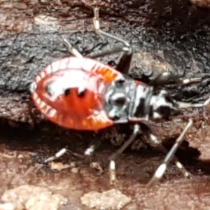 Dindymus versicolor at Molonglo River Reserve - 12 Jun 2021