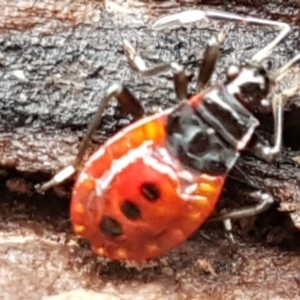 Dindymus versicolor at Molonglo River Reserve - 12 Jun 2021