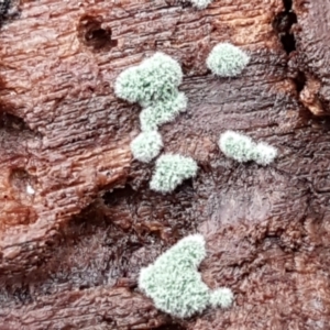 Trichoderma 'green fluffy' at Molonglo River Reserve - 12 Jun 2021