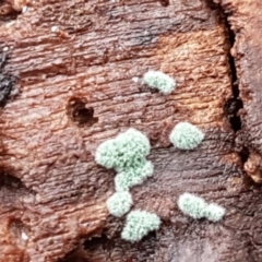 Trichoderma 'green fluffy' at Molonglo River Reserve - 12 Jun 2021