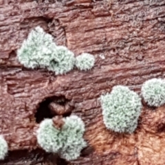 Trichoderma 'green fluffy' at Molonglo River Reserve - 12 Jun 2021