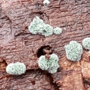 Trichoderma 'green fluffy' at Molonglo River Reserve - 12 Jun 2021