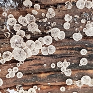 Resupinatus at Molonglo River Reserve - 12 Jun 2021