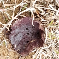 Calvatia cyathiformis at Denman Prospect, ACT - 12 Jun 2021 by tpreston