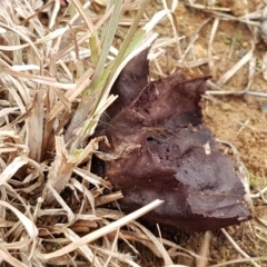 Calvatia cyathiformis at Molonglo River Reserve - 12 Jun 2021