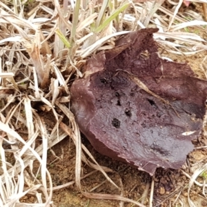 Calvatia cyathiformis at Molonglo River Reserve - 12 Jun 2021 01:45 PM