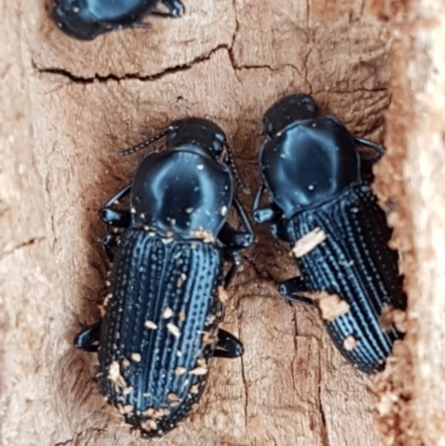 Zophophilus sp. (genus) (Darkling beetle) at Molonglo River Reserve - 12 Jun 2021 by trevorpreston