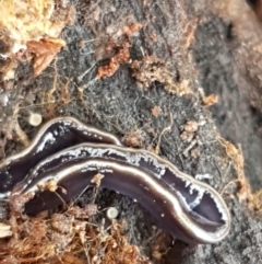 Caenoplana coerulea (Blue Planarian, Blue Garden Flatworm) at Molonglo River Reserve - 12 Jun 2021 by tpreston