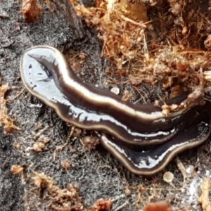 Caenoplana coerulea at Molonglo River Reserve - 12 Jun 2021