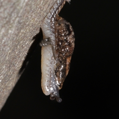 Cystopelta astra (Snowy Mountains Humpback Slug) at Downer, ACT - 11 Jun 2021 by TimL