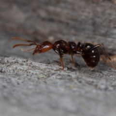 Papyrius sp (undescribed) (Hairy Coconut Ant) at Namadgi National Park - 12 Jun 2021 by rawshorty