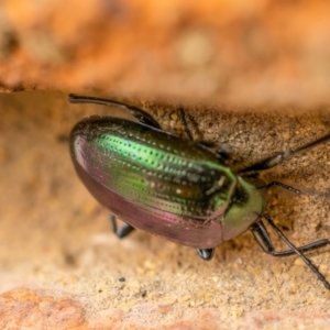 Chalcopteroides columbinus at Wanniassa, ACT - 12 Jun 2021