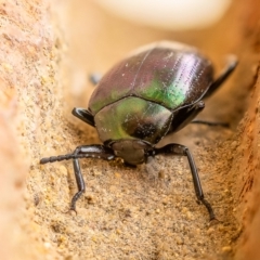 Chalcopteroides columbinus at Wanniassa, ACT - 12 Jun 2021