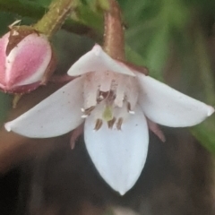 Boronia nana var. hyssopifolia at Lake George, NSW - 12 Jun 2021 by MPennay