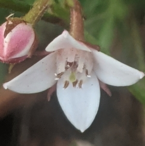 Boronia nana var. hyssopifolia at Lake George, NSW - suppressed