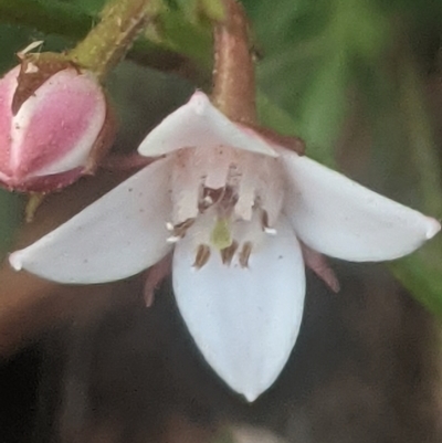 Boronia nana var. hyssopifolia at Lake George, NSW - 12 Jun 2021 by MPennay