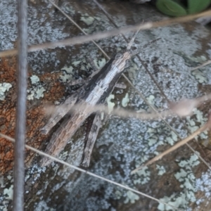 Acrididae sp. (family) at Lake George, NSW - 27 May 2021