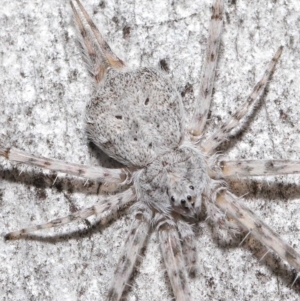 Tamopsis sp. (genus) at Downer, ACT - suppressed