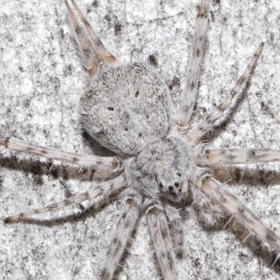 Tamopsis sp. (genus) (Two-tailed spider) at Downer, ACT - 11 Jun 2021 by TimL