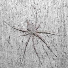 Tamopsis sp. (genus) at Downer, ACT - suppressed