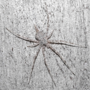 Tamopsis sp. (genus) at Downer, ACT - 11 Jun 2021