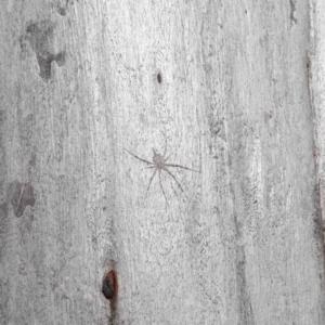 Tamopsis sp. (genus) at Downer, ACT - 11 Jun 2021