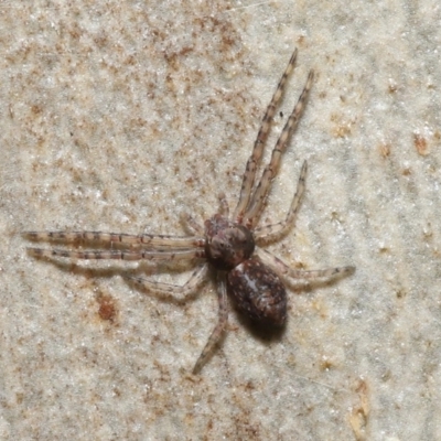 Tmarus marmoreus (Marbled crab spider) at Downer, ACT - 11 Jun 2021 by TimL