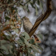 Pachycephala pectoralis (Golden Whistler) at Bango Nature Reserve - 12 Jun 2021 by trevsci