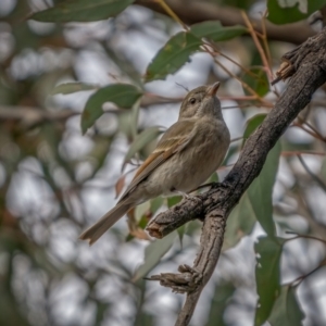 Pachycephala pectoralis at Bango, NSW - 12 Jun 2021