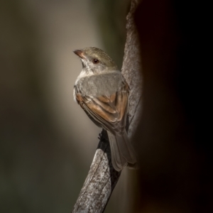 Pachycephala pectoralis at Bango, NSW - 12 Jun 2021