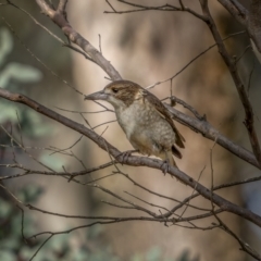 Cracticus torquatus at Bango, NSW - 12 Jun 2021