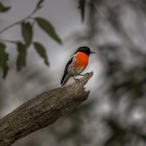 Petroica boodang at Bango, NSW - 12 Jun 2021