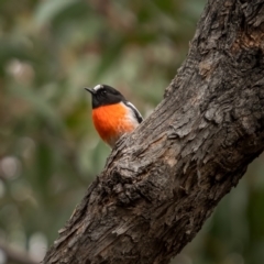 Petroica boodang at Bango, NSW - 12 Jun 2021 12:18 PM