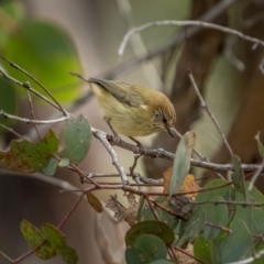 Acanthiza lineata (Striated Thornbill) at Bango Nature Reserve - 12 Jun 2021 by trevsci