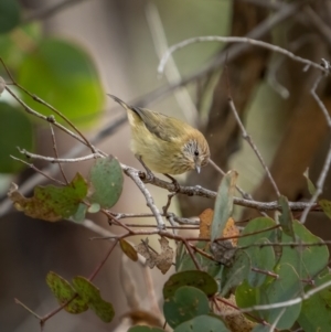 Acanthiza lineata at Bango, NSW - 12 Jun 2021