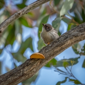 Daphoenositta chrysoptera at Bango, NSW - 12 Jun 2021