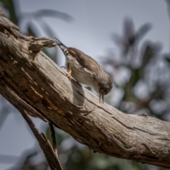 Daphoenositta chrysoptera at Bango, NSW - 12 Jun 2021