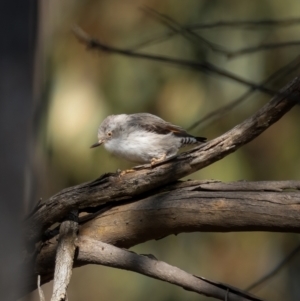 Daphoenositta chrysoptera at Bango, NSW - 12 Jun 2021