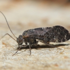 Psocodea 'Psocoptera' sp. (order) (Unidentified plant louse) at ANBG - 11 Jun 2021 by TimL