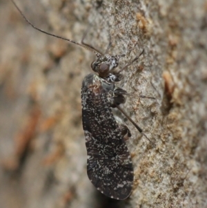 Psocodea 'Psocoptera' sp. (order) at Acton, ACT - 11 Jun 2021 01:43 PM